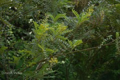 Sophora tomentosa